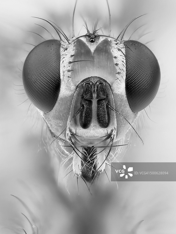 苍蝇头部图片素材