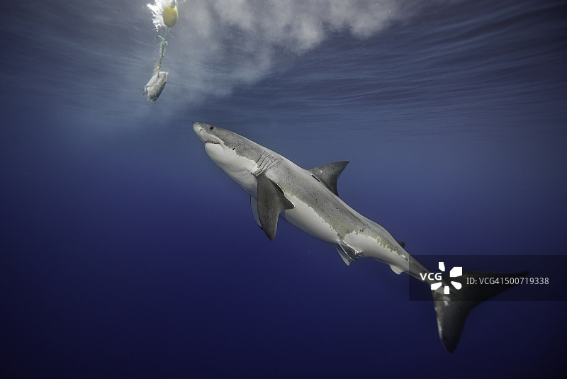 追逐诱饵图片素材