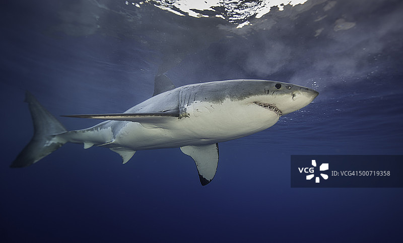 在水面附近游泳图片素材