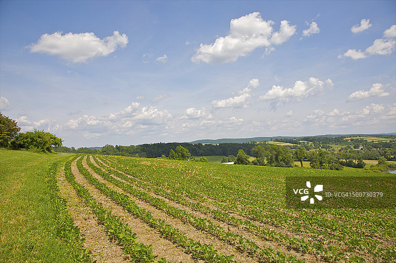 初夏的绿色蔬菜田地图片素材
