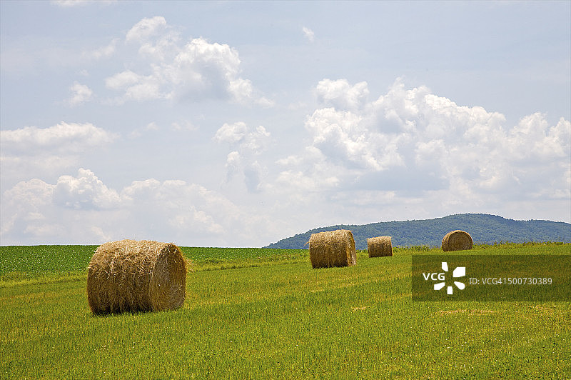 绿色田野中紧密缠绕的干草卷图片素材