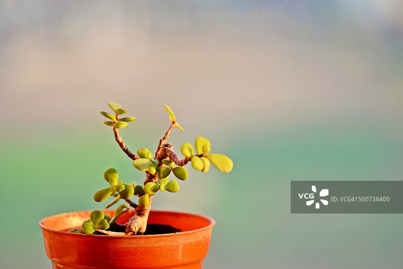 雅乐之舞图片素材