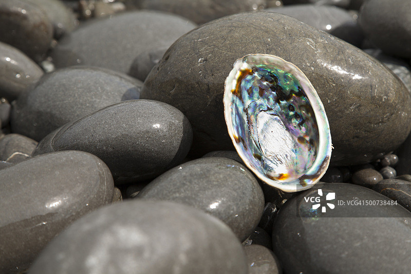 岩石海滩上的鲍鱼壳图片素材