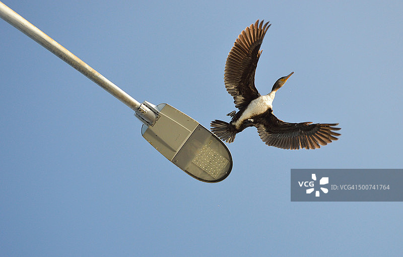 鸬鹚起飞图片素材