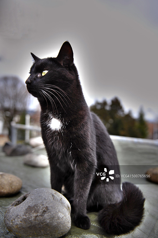 瑞士伯尔尼的黑猫特写图片素材