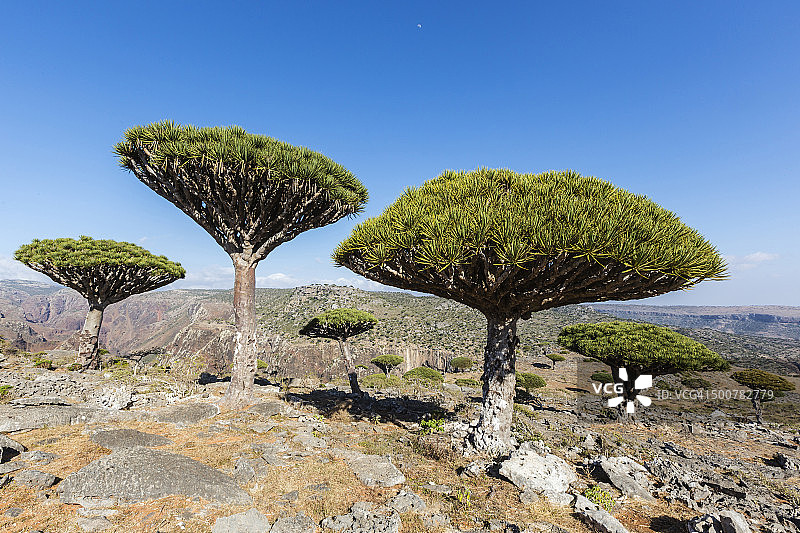 干旱景观中生长的龙血树图片素材