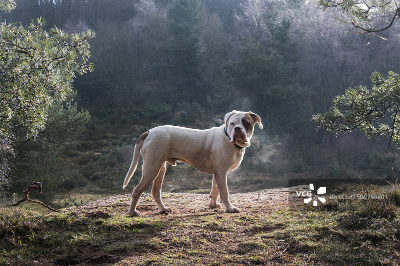 英国，英格兰，西米德兰兹，特伦特河畔斯托克，清晨阳光下的公园厅老式斗牛犬图片素材