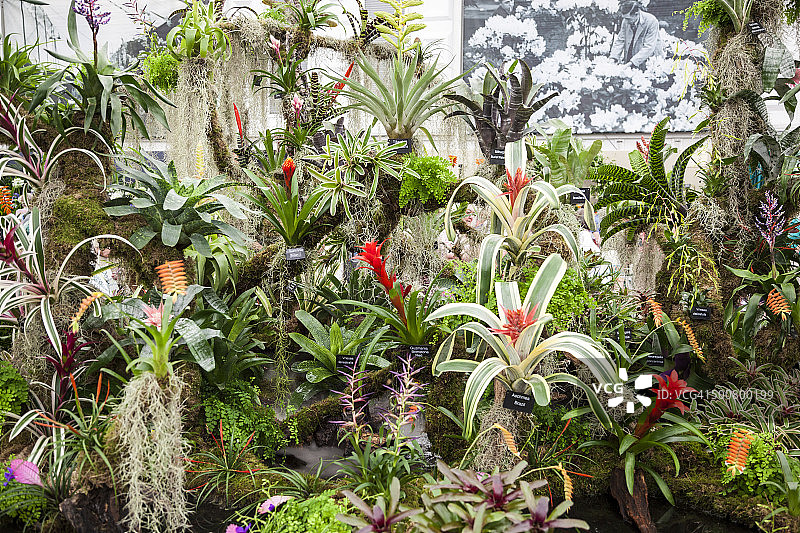 切尔西花展上的凤梨科植物展示图片素材