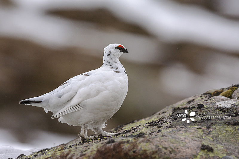 岩石上的雄性雷鸟图片素材