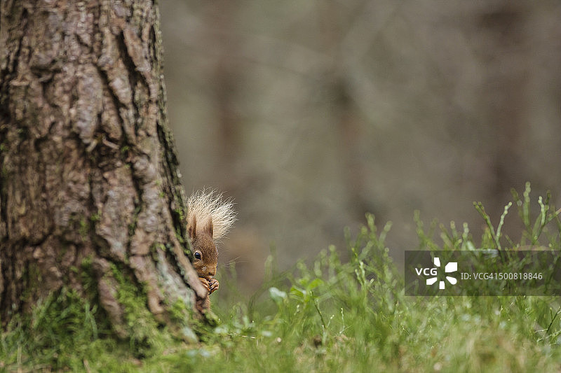 隐藏在树后的红色松鼠图片素材