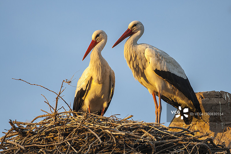 两只白鹳在巢中图片素材