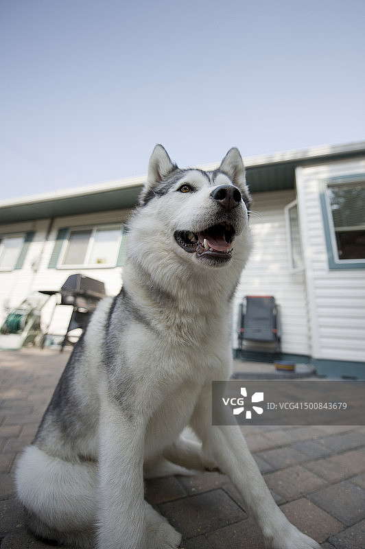 家中的快乐小狗图片素材