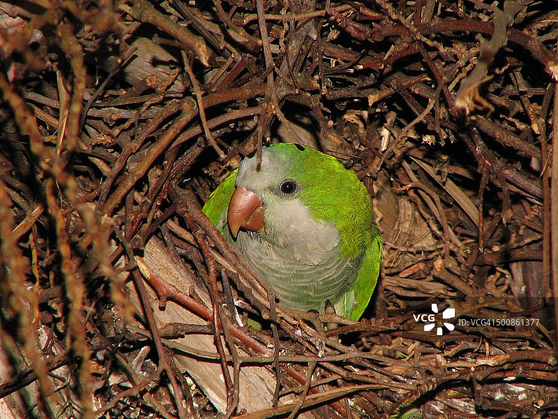 巢中的和尚鹦鹉图片素材