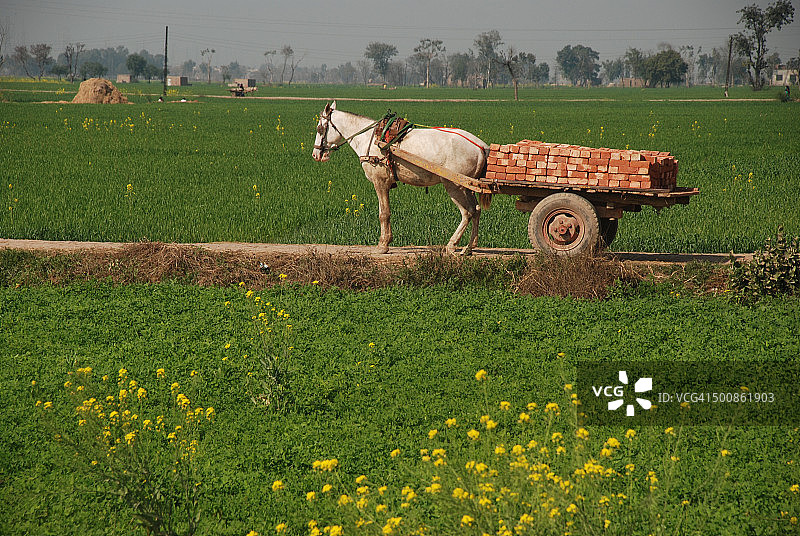 驴车图片素材