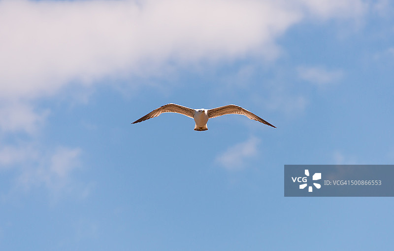 海鸥正面图片素材