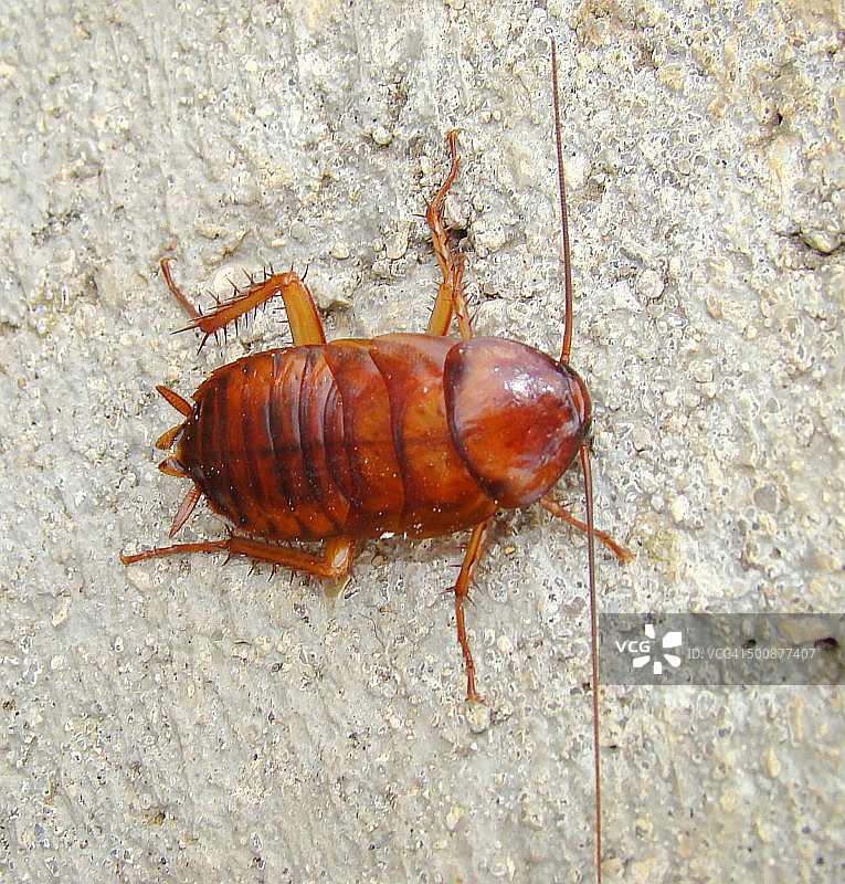 美洲大蠊图片素材