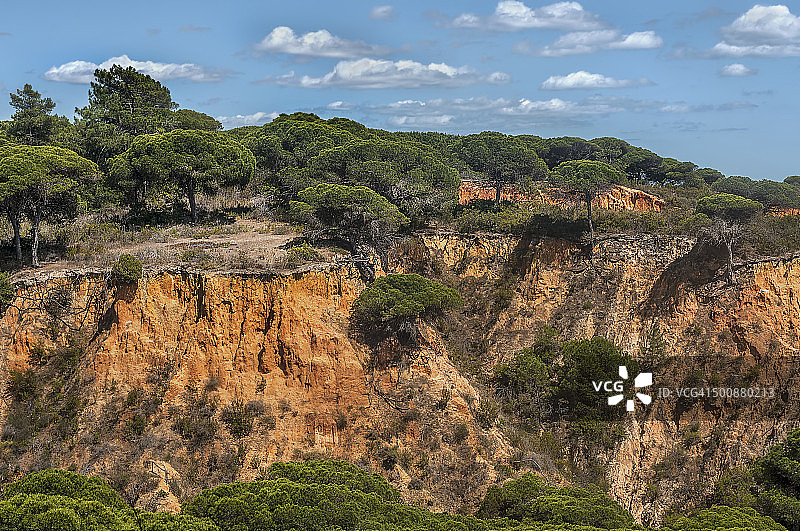 松树悬崖图片素材
