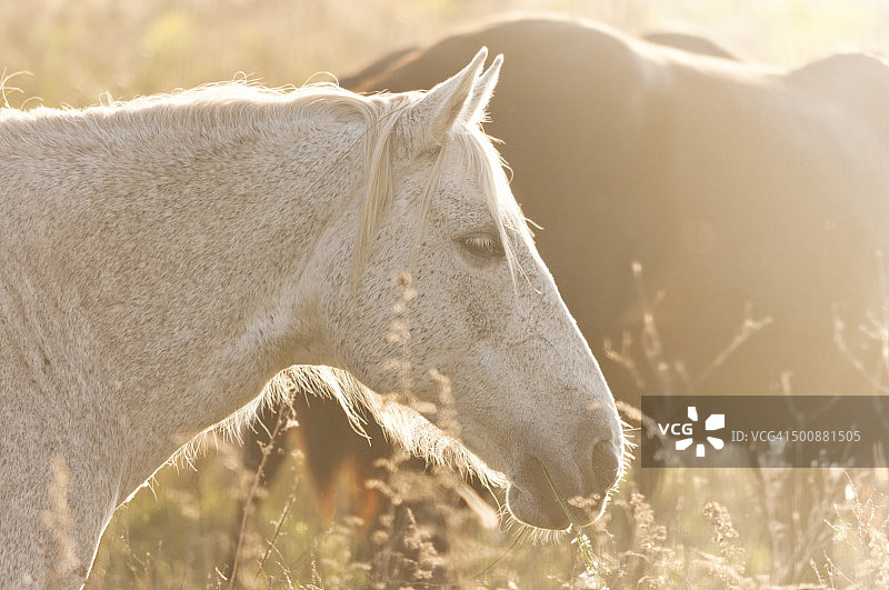 白马身上的金色光芒图片素材