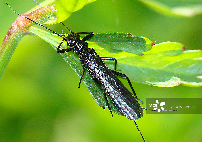石蝇（Hemimelaena flaviventris）图片素材