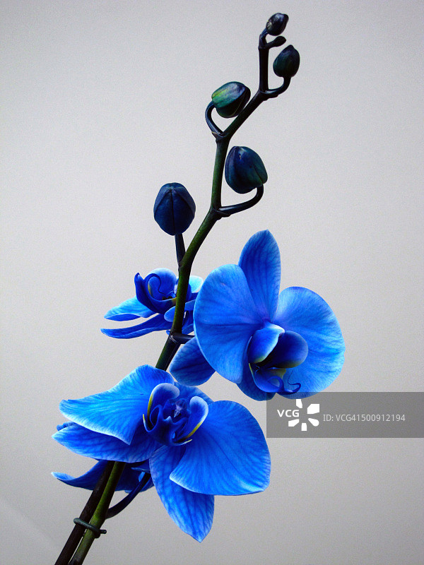 美丽盛开的蓝色兰花枝图片素材