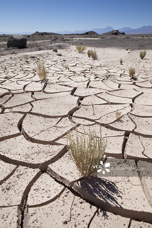 阿塔卡马沙漠龟裂地面的沙漠植被图片素材