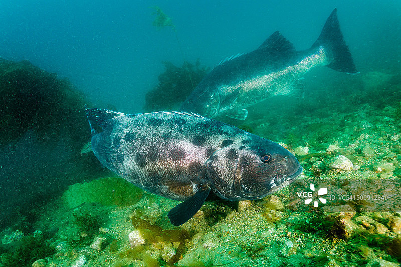 巨型黑鲈图片素材