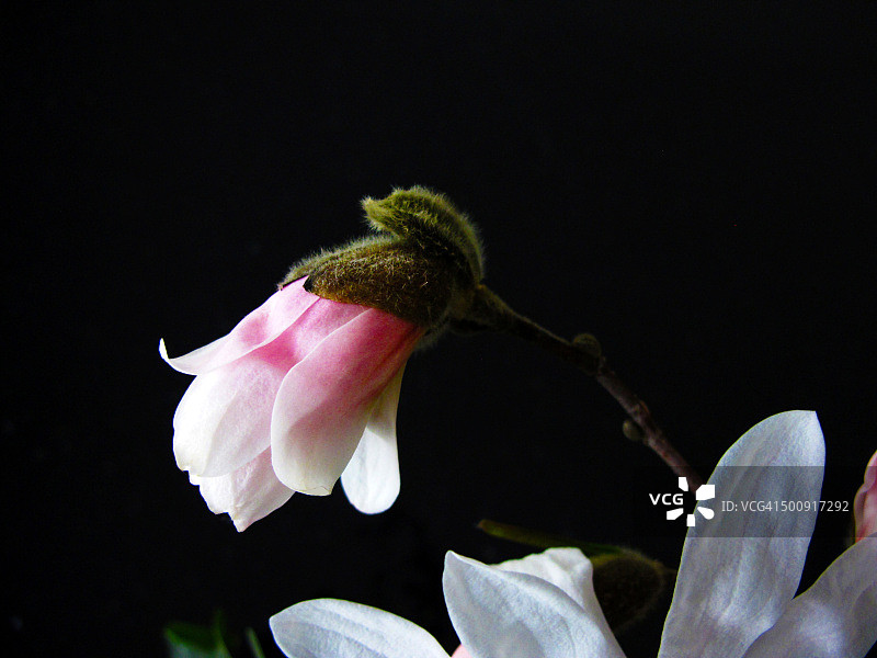 白玉兰花特写图片素材