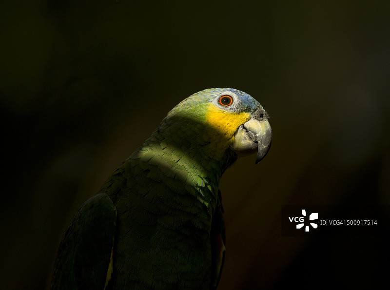 阴影中的蓝色额头鹦鹉图片素材