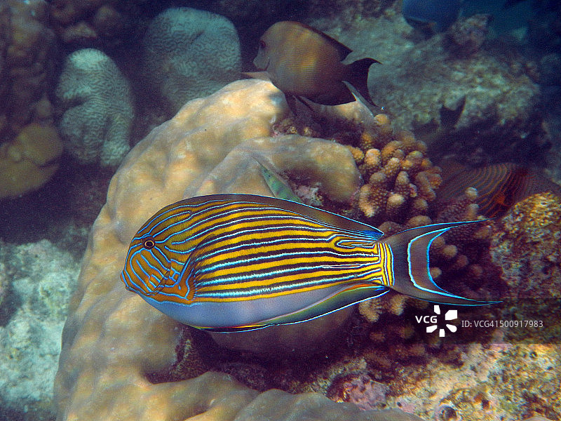 蓝色和黄色条纹刺尾鱼图片素材