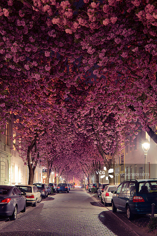 樱花树隧道图片素材