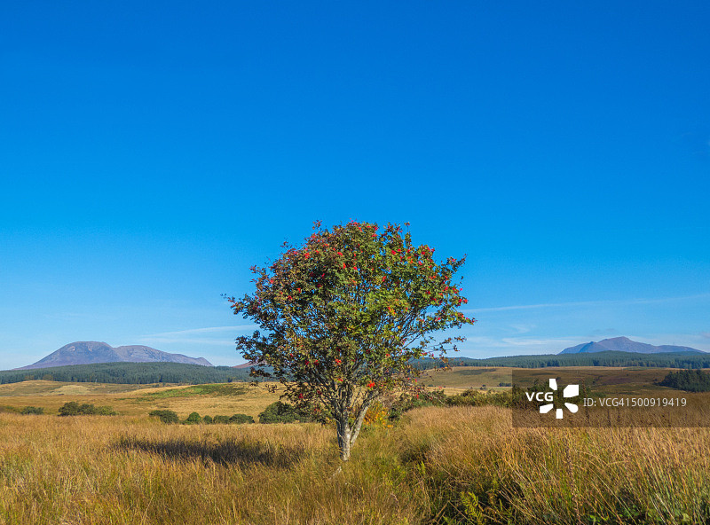 苏格兰阿伦岛马赫里沼泽的孤单花楸树图片素材