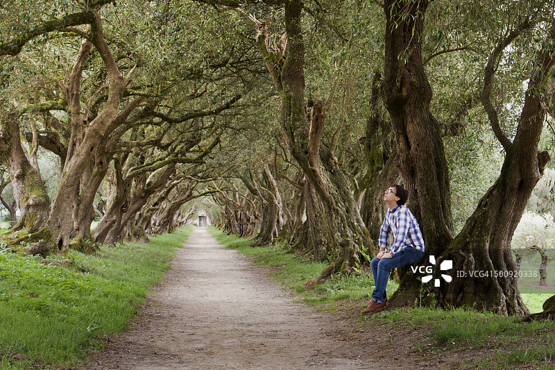 西班牙加利西亚里瓦杜拉圣克鲁斯庄园的橄榄树大道图片素材