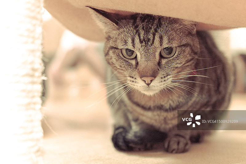 玩捉迷藏图片素材