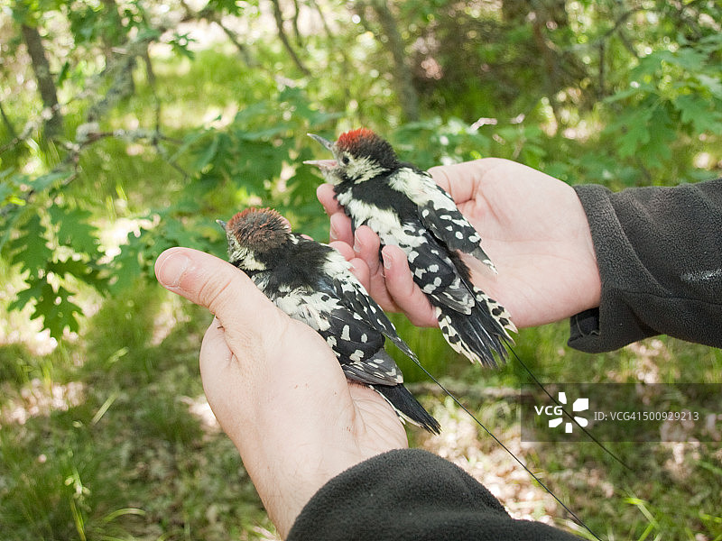 带有无线电标签的幼年中斑啄木鸟图片素材