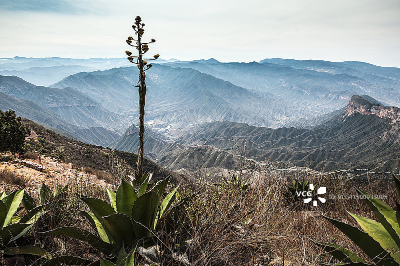 格尔达山脉的龙舌兰（克雷塔罗高地）图片素材