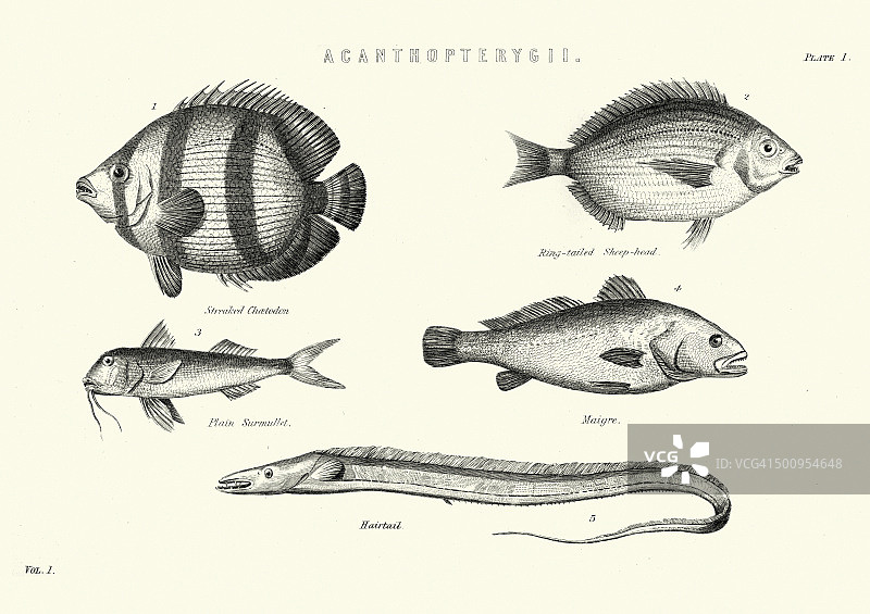 自然历史：棘鳍鱼类图片素材