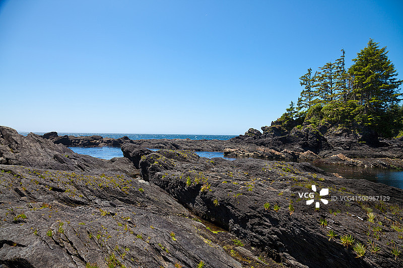 植物学海滩，加拿大维多利亚图片素材