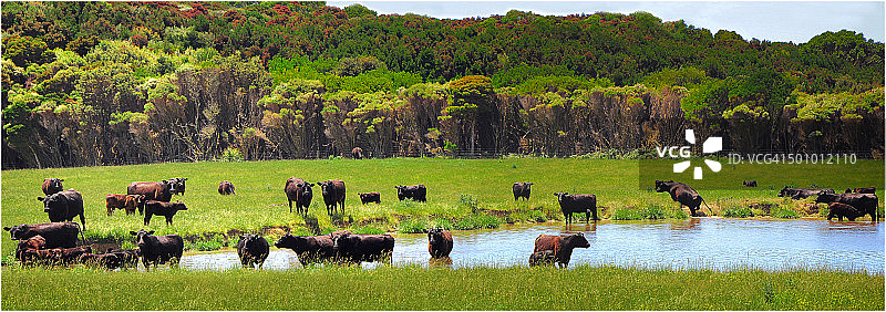 塔斯马尼亚金岛的牛肉牛群图片素材