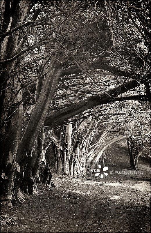 幽灵般的巨柏松树排列在塔斯马尼亚巴斯海峡国王岛的一条古老道路上图片素材
