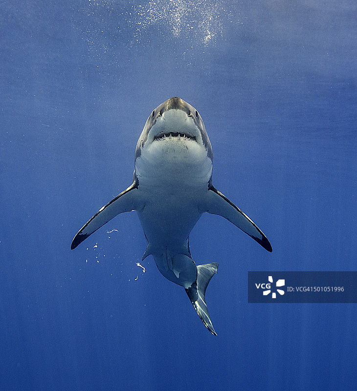 像《大白鲨》图片素材