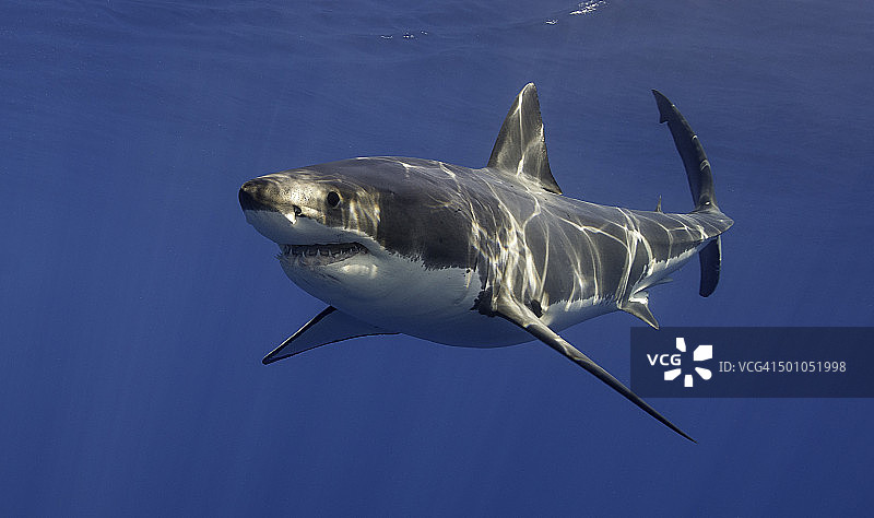 矮胖的图片素材