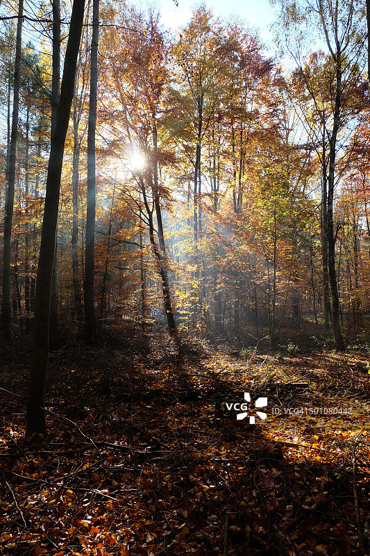 森林中的阳光图片素材