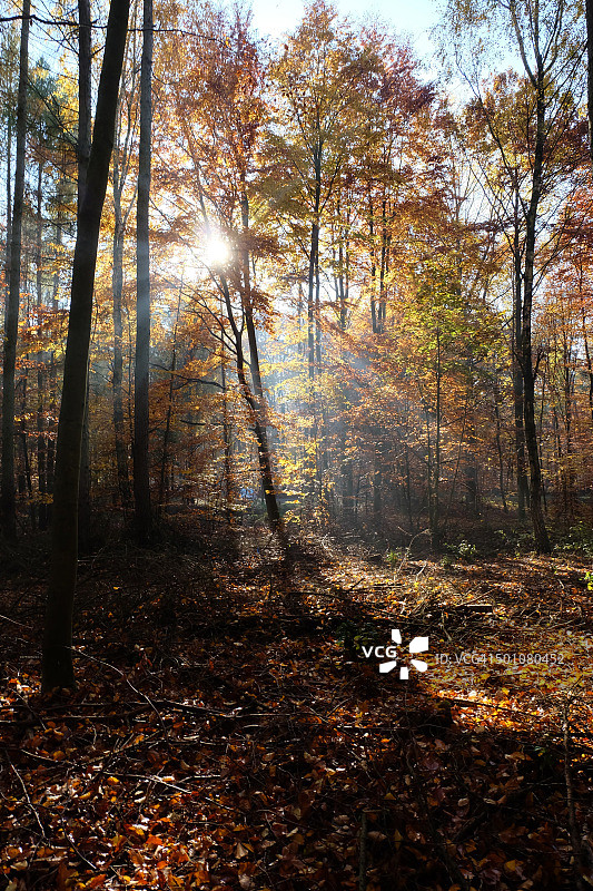 秋天的森林图片素材