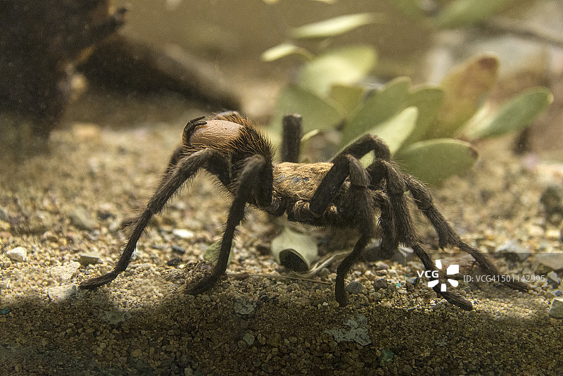 沙漠狼蛛图片素材