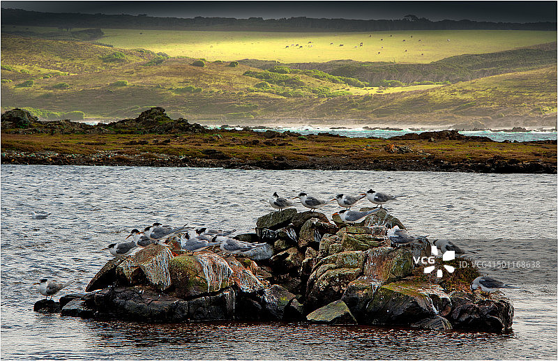 凤头燕鸥，惊喜湾，金岛，巴斯海峡，塔斯马尼亚图片素材