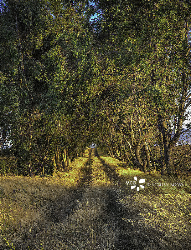 林荫小路图片素材