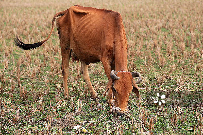 稻田里营养不良的奶牛图片素材