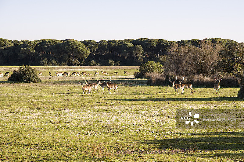 多尼亚纳国家公园的黇鹿群图片素材