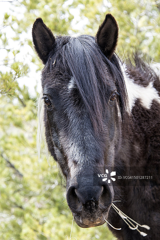 平托马面部特写图片素材