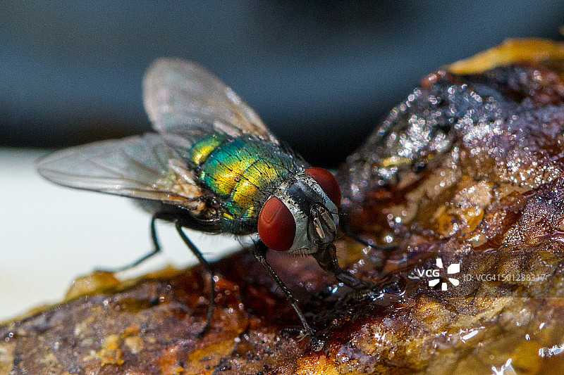 苍蝇的午餐图片素材